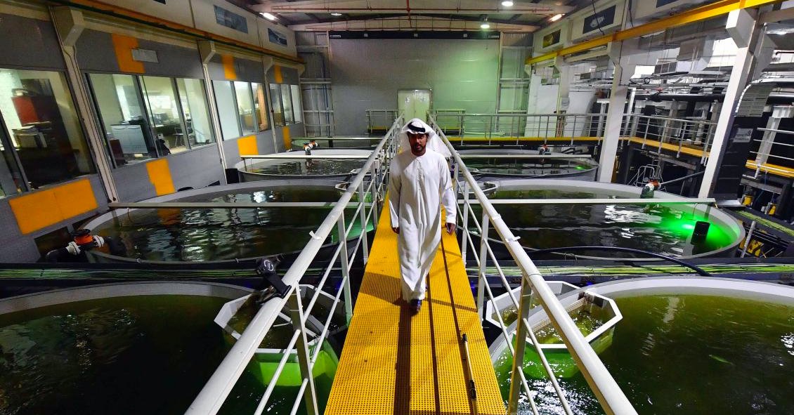Bader Bin Mubarak, CEO of Fish Farm in Jafza.